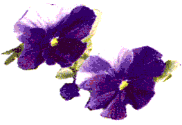  Purple Flowers