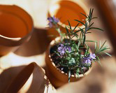 Plants and Garden Supplies Plants and Garden Supplies