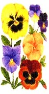 Pansies